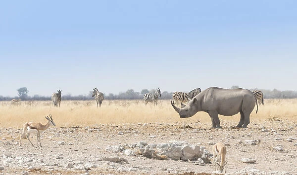Black Rhinoceros -Diceros bicornis-, Etosha National Park, Namibia