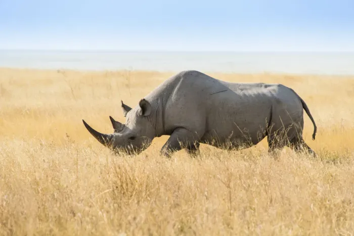 Framed Print : Black rhinoceros -Diceros bicornis-, Etosha Pan, Etosha National Park, Namibia