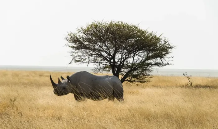 Framed Print : Black rhinoceros -Diceros bicornis-, Etosha Pan, Etosha National Park, Namibia Framed Print : Black rhinoceros -Diceros bicornis-, Etosha Pan, Etosha National Park, Namibia