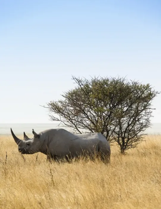 Framed Print : Black rhinoceros -Diceros bicornis-, Etosha National Park, Namibia Framed Print : Black rhinoceros -Diceros bicornis-, Etosha National Park, Namibia