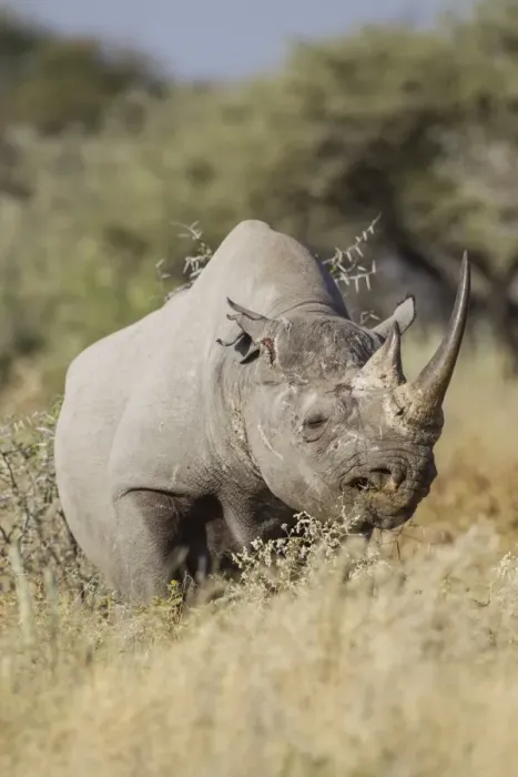 Framed Print : Black rhinoceros -Diceros bicornis-, Etosha National Park, Namibia, Africa