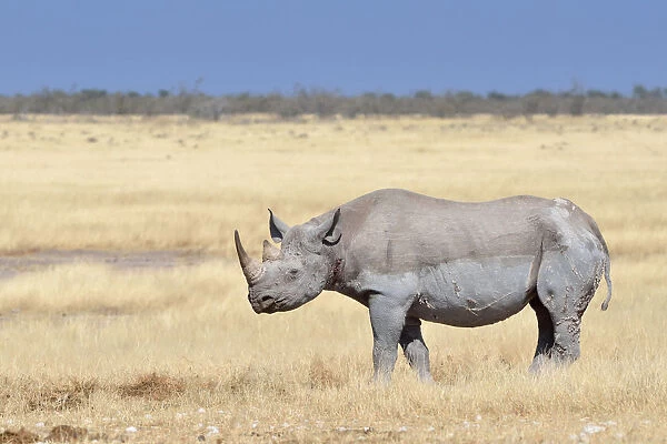Black Rhinoceros -Diceros bicornis-, adult male, standing in dry grass, Etosha National Park, Namibia