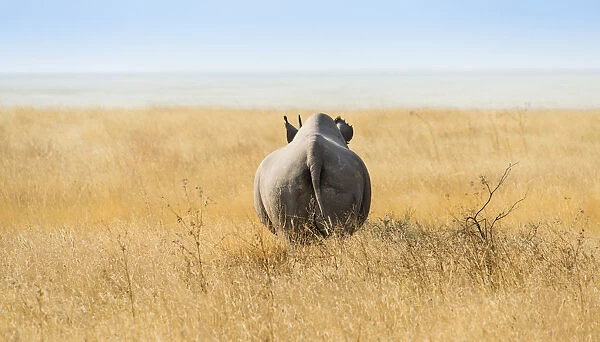 Black rhinoceros -Diceros bicornis-, from behind, Etosha Pan, Etosha National Park, Namibia