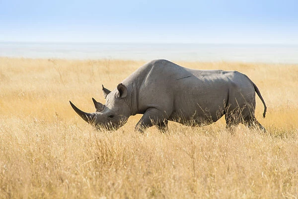 Black rhinoceros -Diceros bicornis-, Etosha Pan, Etosha National Park, Namibia