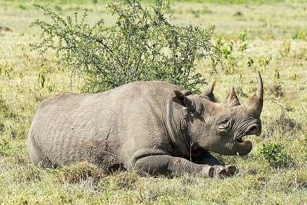 Black Rhinoceros -Diceros bicornis-, Kenya