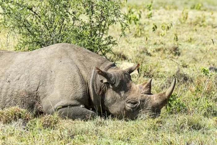 Framed Print : Black Rhinoceros -Diceros bicornis-, Kenya Framed Print : Black Rhinoceros -Diceros bicornis-, Kenya