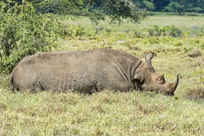 Framed Print : Black Rhinoceros -Diceros bicornis-, Kenya Framed Print : Black Rhinoceros -Diceros bicornis-, Kenya