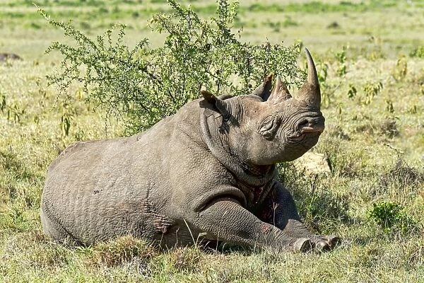 Black Rhinoceros -Diceros bicornis-, Lake Nakuru, Kenya