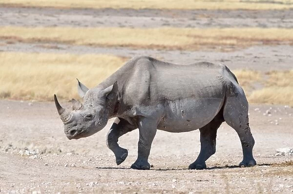Black Rhinoceros -Diceros bicornis-, male, Etosha National Park, Namibia