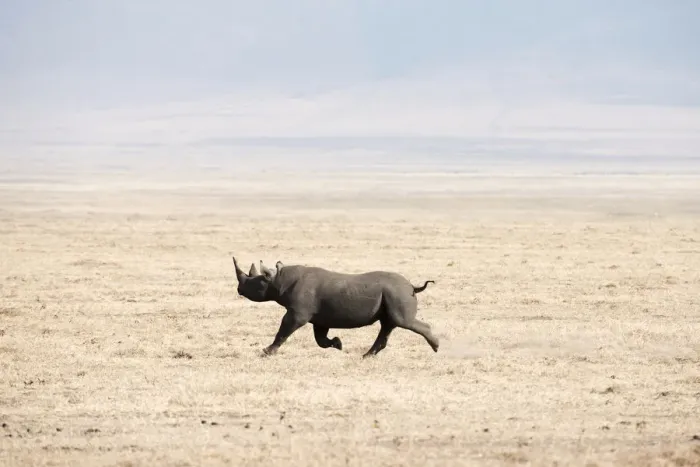 Framed Print : Black Rhinoceros (Diceros bicornis) running across dry, dusty savannah, Ngorongoro Crater