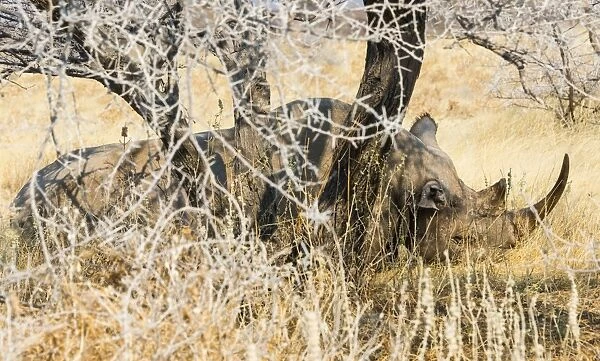 Black Rhinoceros -Diceros bicornis- sleeping camouflaged in the bushes, Etosha National Park, Namibia