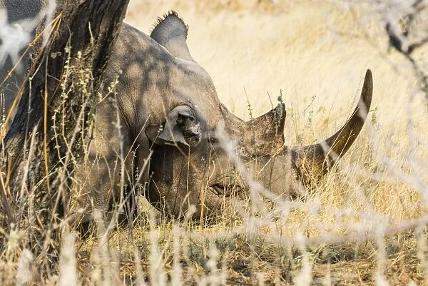 Black Rhinoceros -Diceros bicornis- sleeping camouflaged in the bushes, Etosha National Park, Namibia
