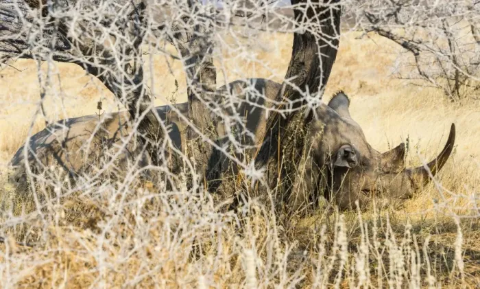 Framed Print : Black Rhinoceros -Diceros bicornis- sleeping camouflaged in the bushes, Etosha National Park, Namibia Framed Print : Black Rhinoceros -Diceros bicornis- sleeping camouflaged in the bushes, Etosha National Park, Namibia