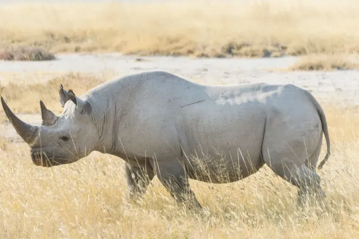 Framed Print : Black Rhinoceros -Diceros bicornis- walking through the dry grass, Etosha National Park, Namibia