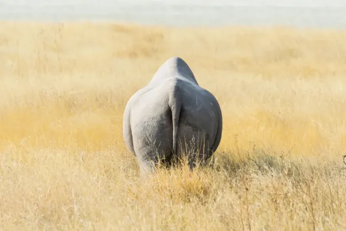 Framed Print : Black Rhinoceros -Diceros bicornis- walking through dry grass at the edge of the Etosha Pan, Etosha National Park, Namibia Framed Print : Black Rhinoceros -Diceros bicornis- walking through dry grass at the edge of the Etosha Pan, Etosha National Park, Namibia