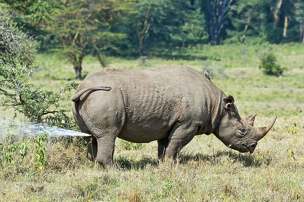 Black Rhinoceros or Hook-lipped Rhinoceros -Diceros bicornis-, urinating, Kenya