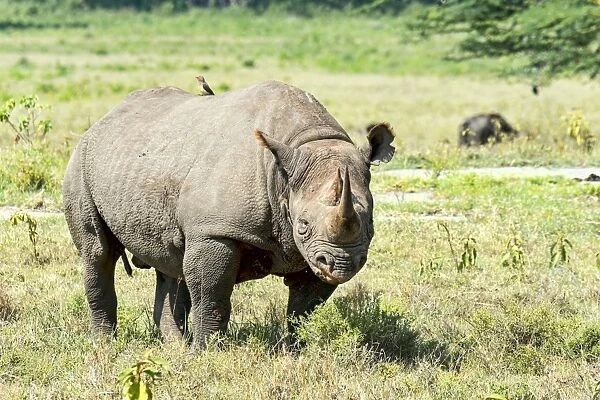 Black Rhinoceros or Hook-lipped Rhinoceros -Diceros bicornis-, Kenya