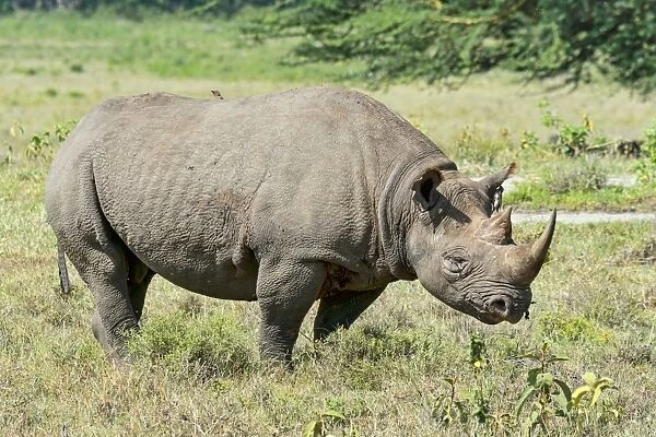 Black Rhinoceros or Hook-lipped Rhinoceros -Diceros bicornis-, Kenya