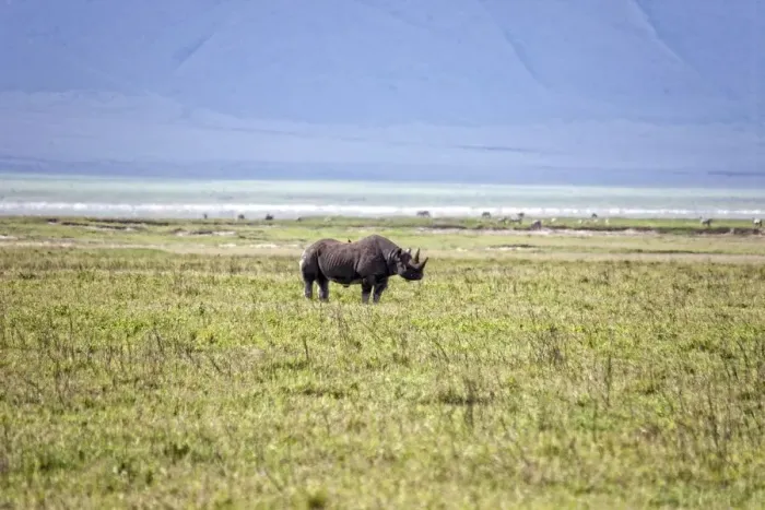 Framed Print : Black Rhinoceros, Tanzania Framed Print : Black Rhinoceros, Tanzania