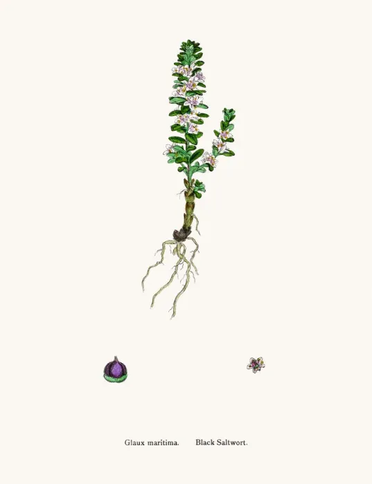 Framed Print : Black Saltwort Framed Print : Black Saltwort