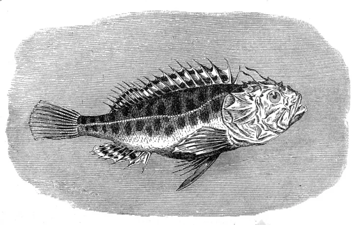 Framed Print : Black scorpionfish (Scorpaena porcus)