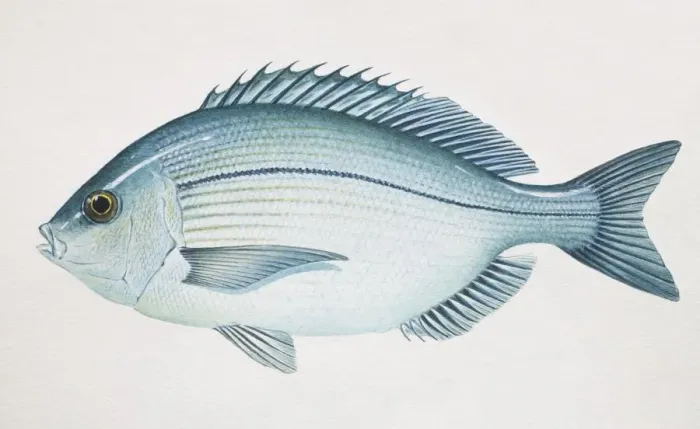 Framed Print : Black Seabream, Spondyliosoma cantharus, side view Framed Print : Black Seabream, Spondyliosoma cantharus, side view