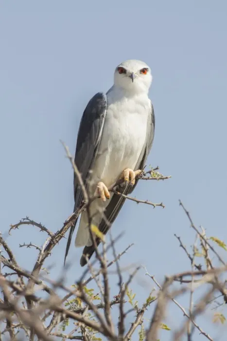 Framed Print : Black-shouldered kite -Elanus caeruleus-, Etosha National Park, Namibia, Africa