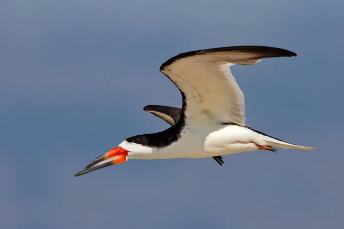 Framed Print : Black skimmer Framed Print : Black skimmer