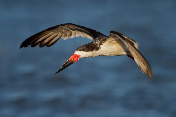 Framed Print : Black Skimmer Framed Print : Black Skimmer