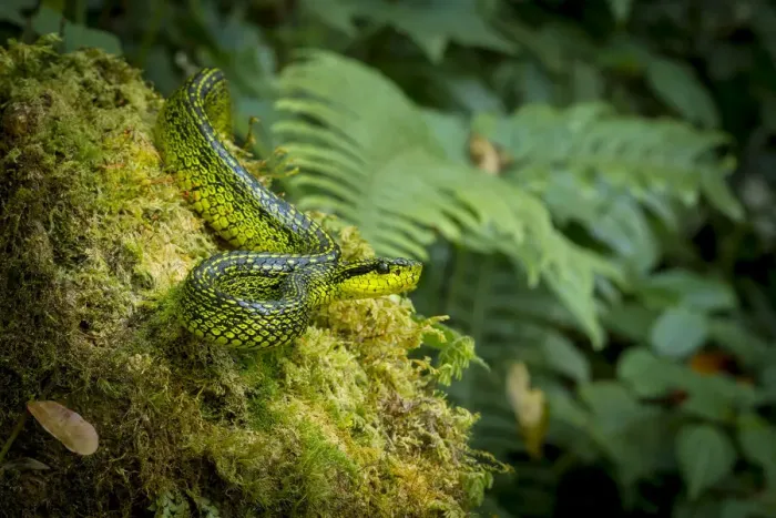 Framed Print : Black-speckled palm-pit viper (Bothriechis nigroviridis) Framed Print : Black-speckled palm-pit viper (Bothriechis nigroviridis)