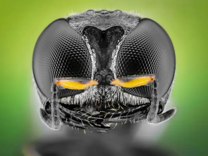 Framed Print : Black square-headed wasp Framed Print : Black square-headed wasp