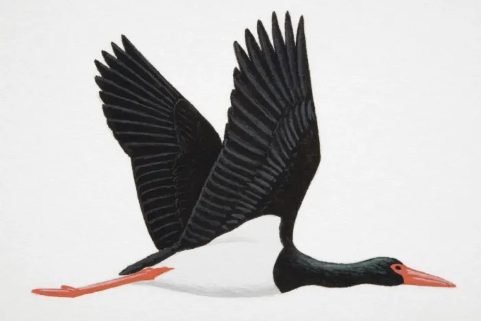 Framed Print : Black Stork (Ciconia nigra), adult