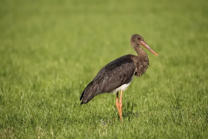 Framed Print : Black Stork -Ciconia nigra-, adult bird on a meadow, Allgau, Bavaria, Germany