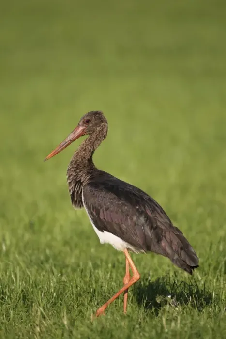 Framed Print : Black Stork -Ciconia nigra-, adult bird walking on a meadow, Allgau, Bavaria, Germany