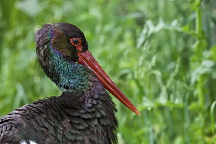 Framed Print : Black Stork -Ciconia nigra-, in captivity, Poing, Bavaria, Germany, Europe