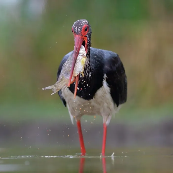 Framed Print : Black Stork (Ciconia nigra), with a fish in its beak, Kiskunsag National Park, Hungary