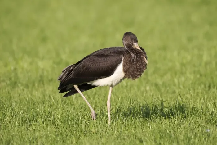 Framed Print : Black Stork -Ciconia nigra-, juvenile bird on a meadow, Allgau, Bavaria, Germany