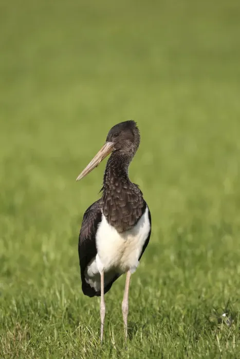 Framed Print : Black Stork -Ciconia nigra-, juvenile bird on a meadow, Allgau, Bavaria, Germany