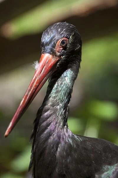 Black stork -Ciconia nigra-, Neuschoenau outdoor animal enclosure, Bavarian Forest, Bavaria, Germany, Europe, PublicGround
