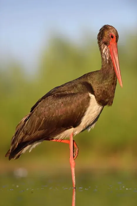 Framed Print : Black Stork (Ciconia nigra), in a relaxed pose, Kiskunsag National Park, Hungary