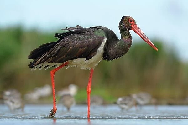 Black Stork (Ciconia nigra), wading in shallow water in search of food, Kiskunsag National Park, Hungary