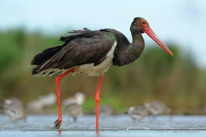 Framed Print : Black Stork (Ciconia nigra), wading in shallow water in search of food, Kiskunsag National Park, Hungary