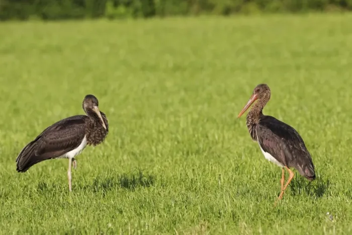 Framed Print : Black Storks -Ciconia nigra-, juvenile bird, left, adult bird, right, Allgau, Bavaria, Germany