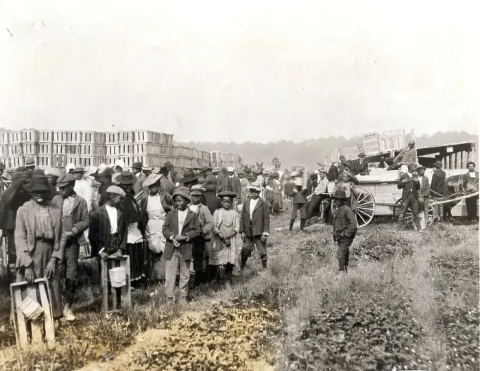 Framed Print : Black Strawberry Pickers In Norfolk, Va Framed Print : Black Strawberry Pickers In Norfolk, Va