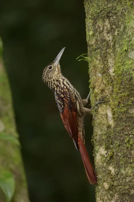 Framed Print : Black-striped Woodcreeper Framed Print : Black-striped Woodcreeper