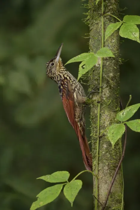 Framed Print : Black-striped Woodcreeper Framed Print : Black-striped Woodcreeper