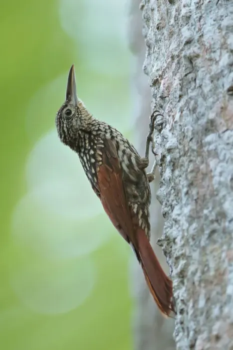 Framed Print : Black-striped Woodcreeper Framed Print : Black-striped Woodcreeper