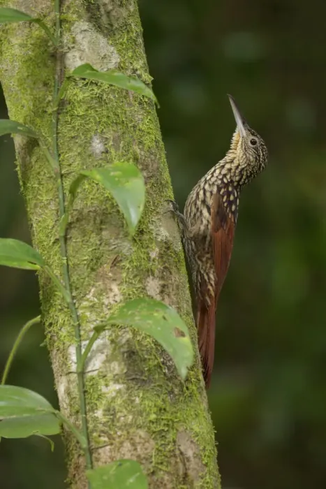 Framed Print : Black-striped Woodcreeper Framed Print : Black-striped Woodcreeper