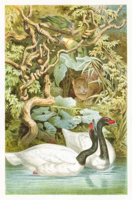 Framed Print : Black swan engraving 1892 Framed Print : Black swan engraving 1892