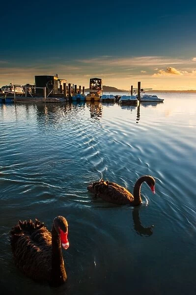 Black swans at lake Rotorua